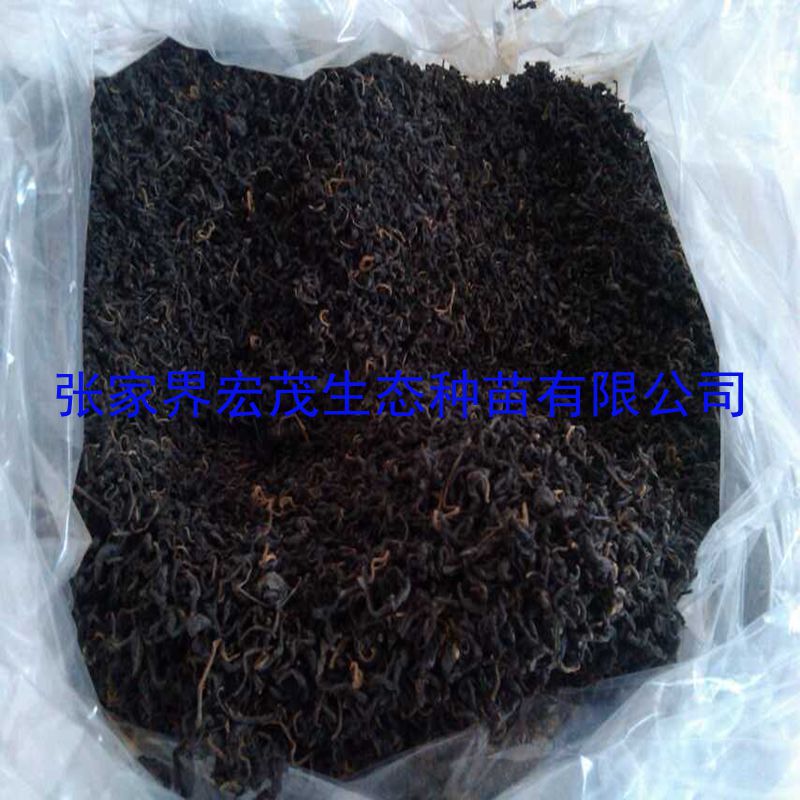 青钱柳嫩叶茶已经入库