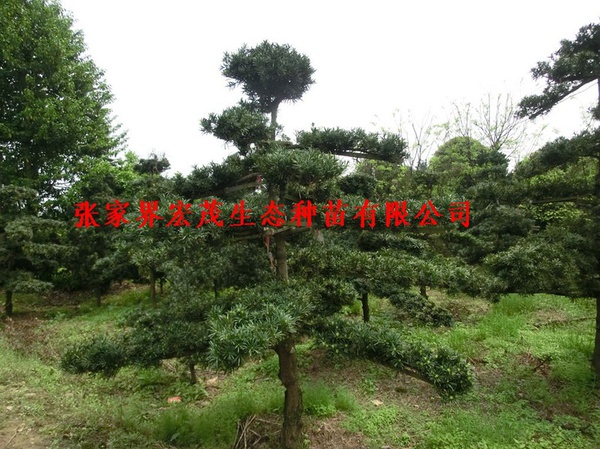 罗汉松苗，罗汉松为什么深受富人青睐呢？