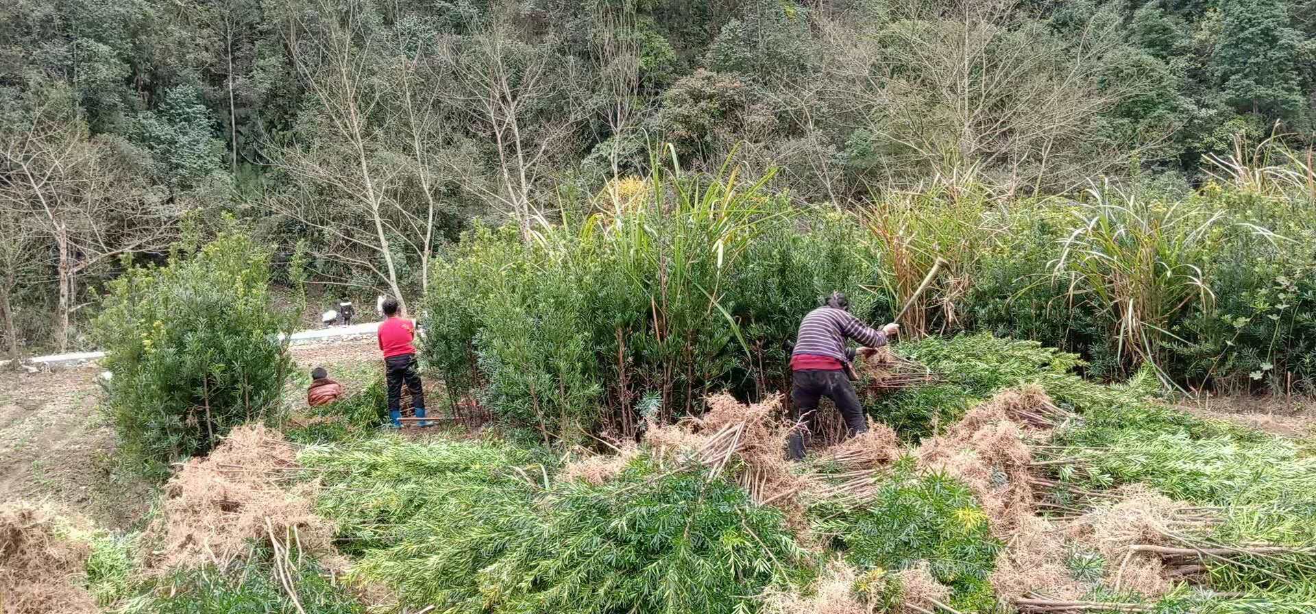 张家界罗汉松苗见钱就卖