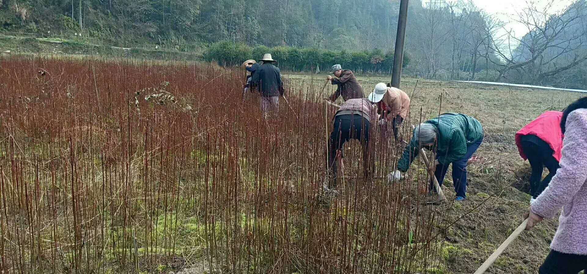 张家界野鸦椿苗木优惠处理