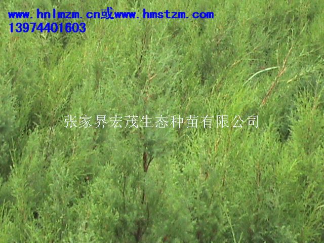 2011年苗木行情将持续火热（一）