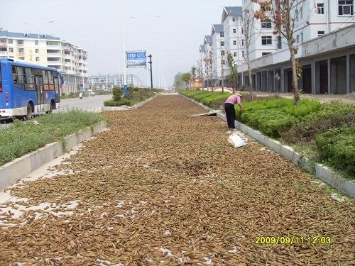 种子采收加工如火如荼