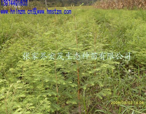 珍稀类水杉苗木