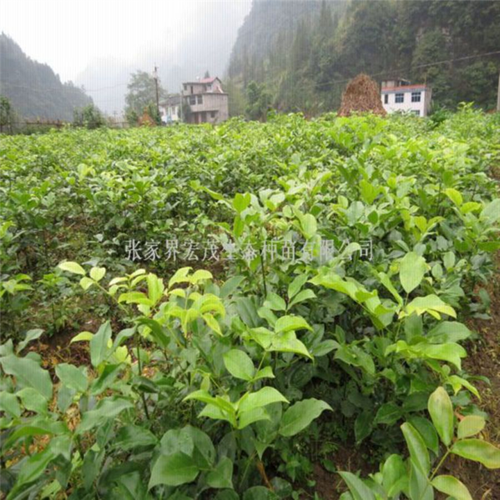 珍稀植物苗红豆树