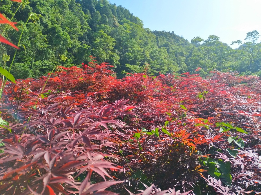 供地径2-3公分的红枫苗，湖南红枫苗，红