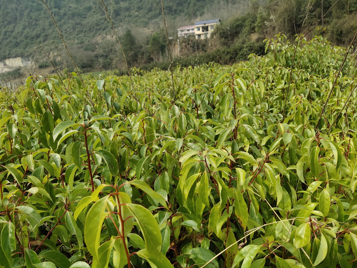 香樟树袋苗，高度1米以上，捡漏价出