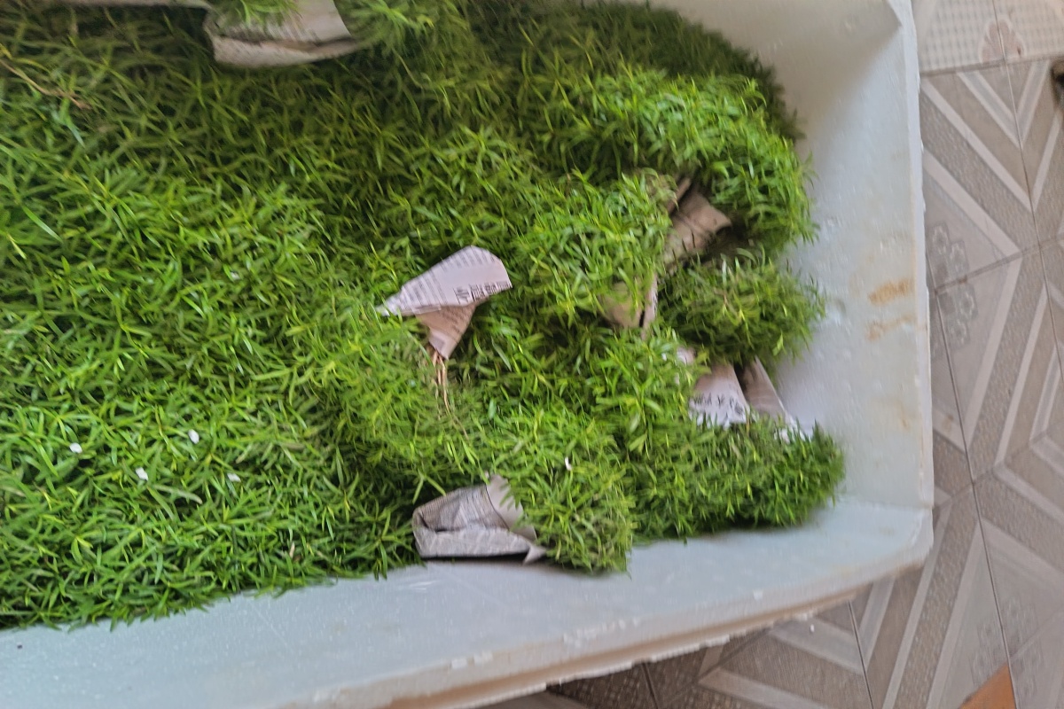 红豆杉芽苗调运忙