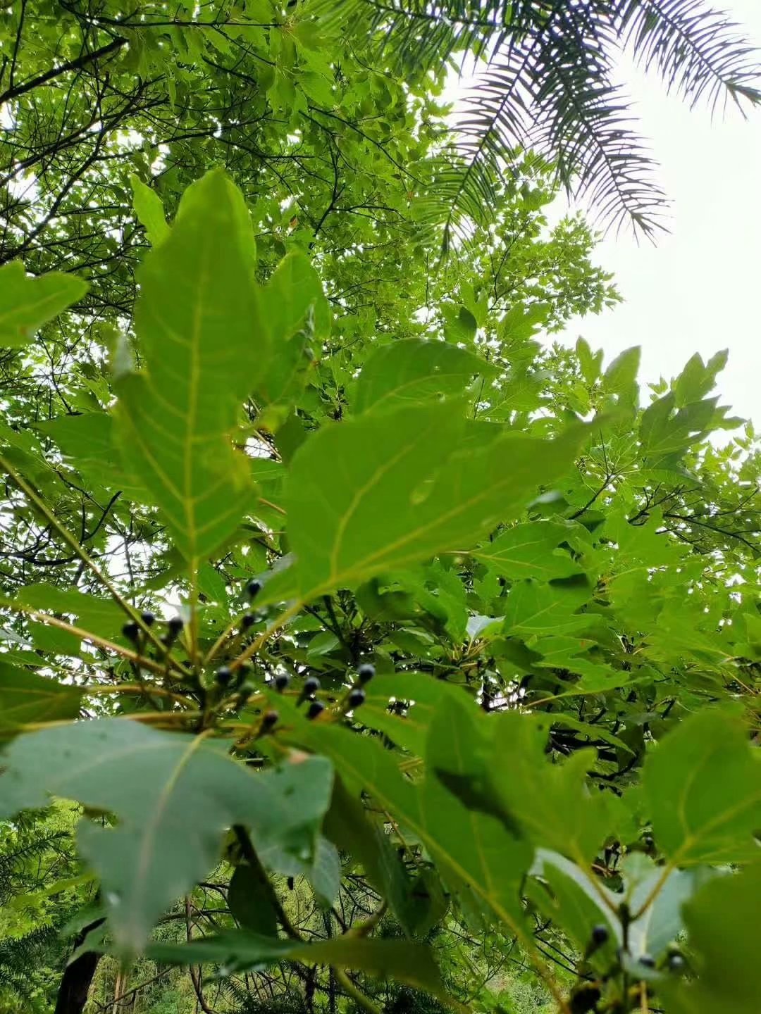又是一年檫木种子采收季
