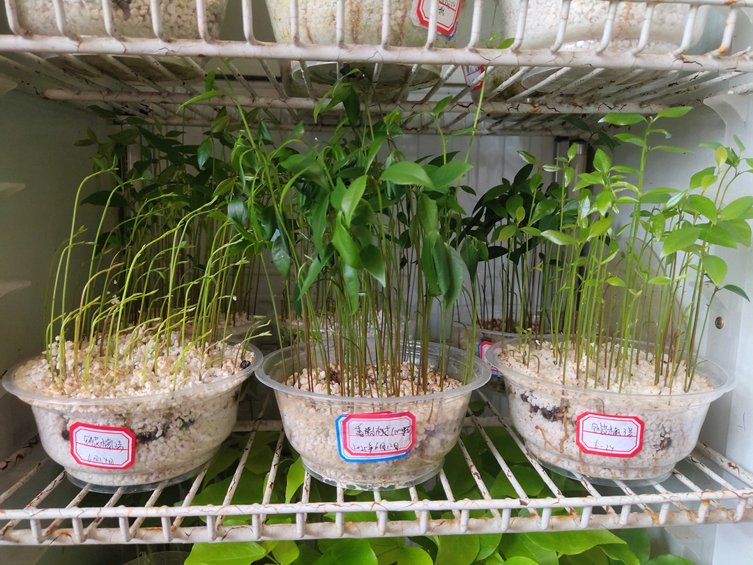今年刨花楠种子发芽率如何？