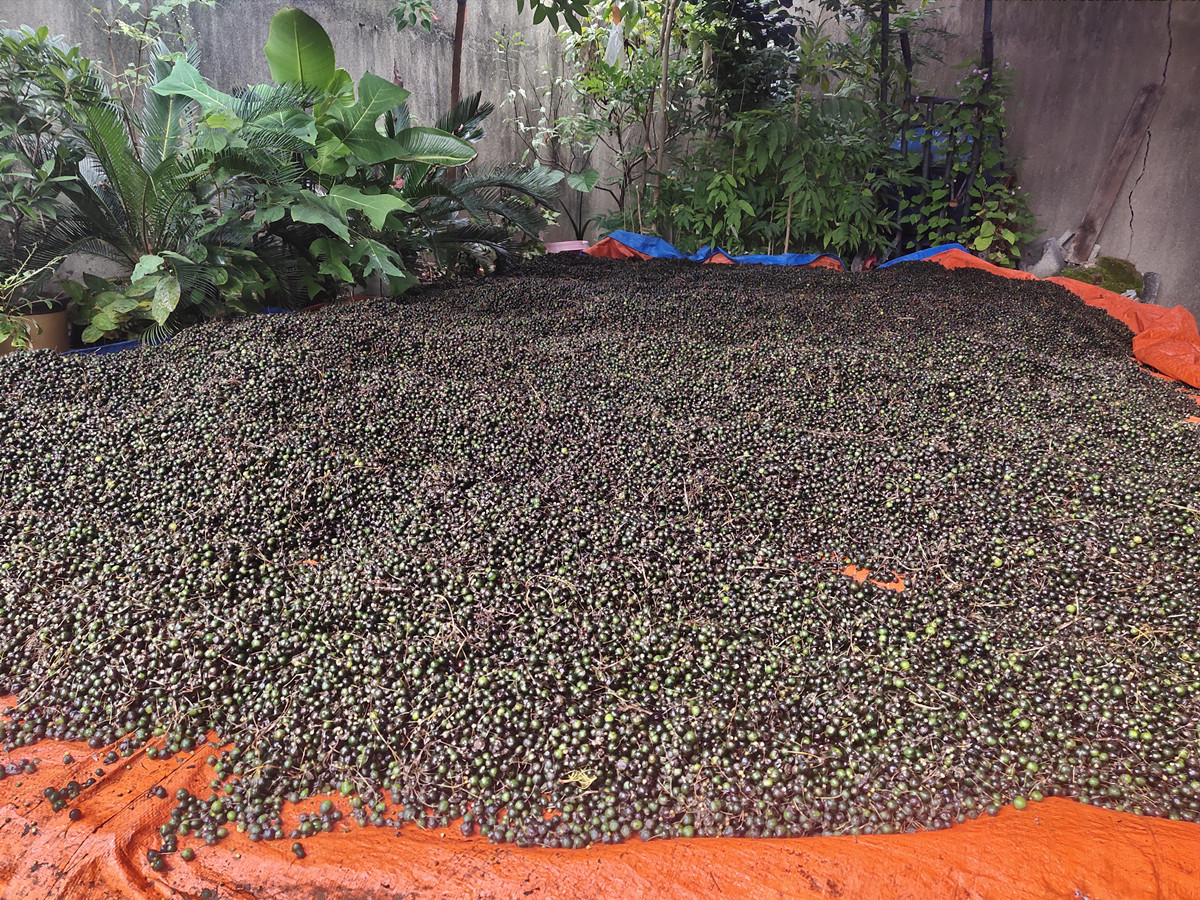 2025年黄精种子采收情况