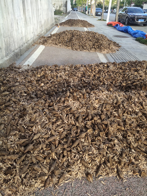 这个季节怎么少得了马褂木种子这个主角儿呢