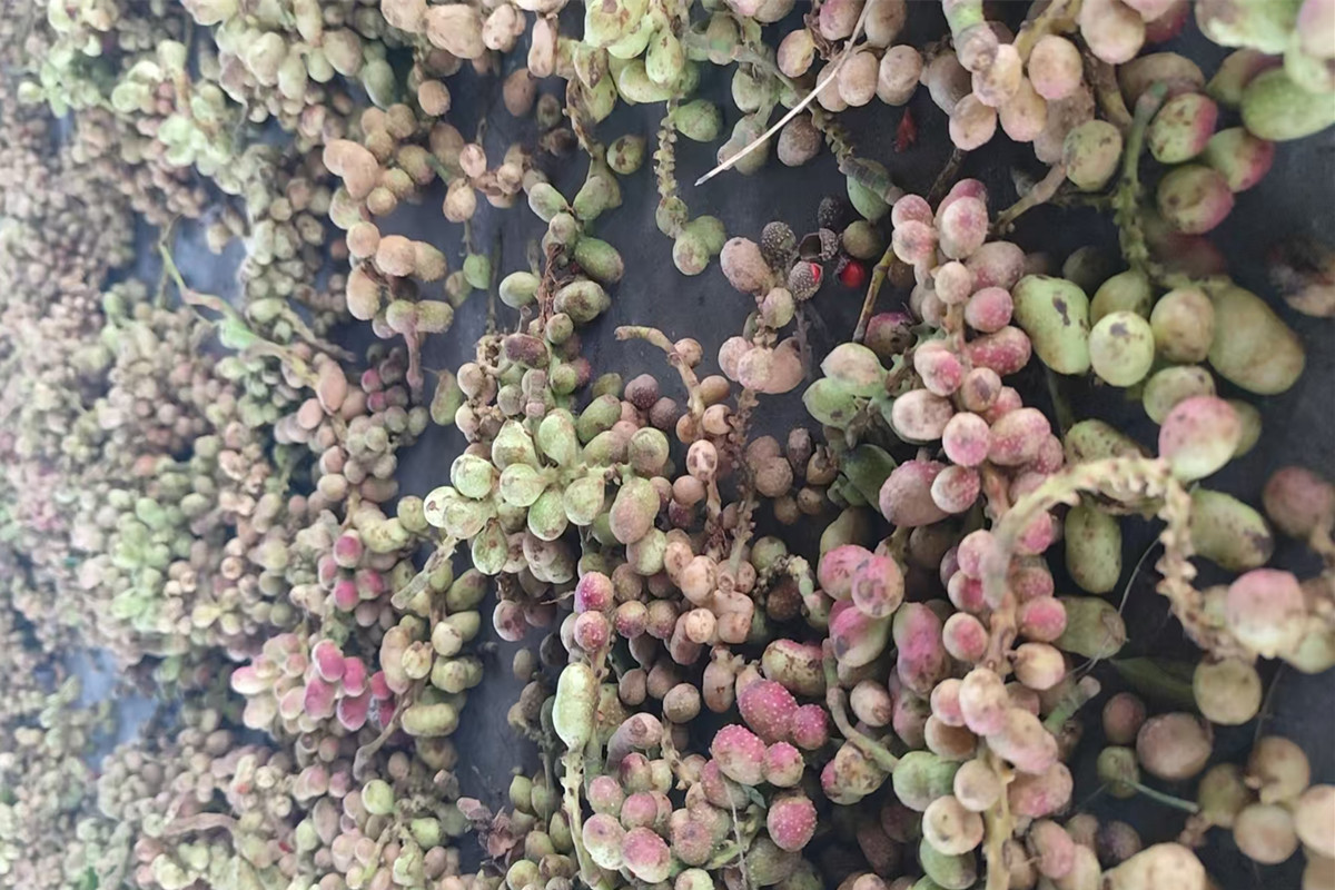 乐昌含笑球果正在采收，种子接受预订