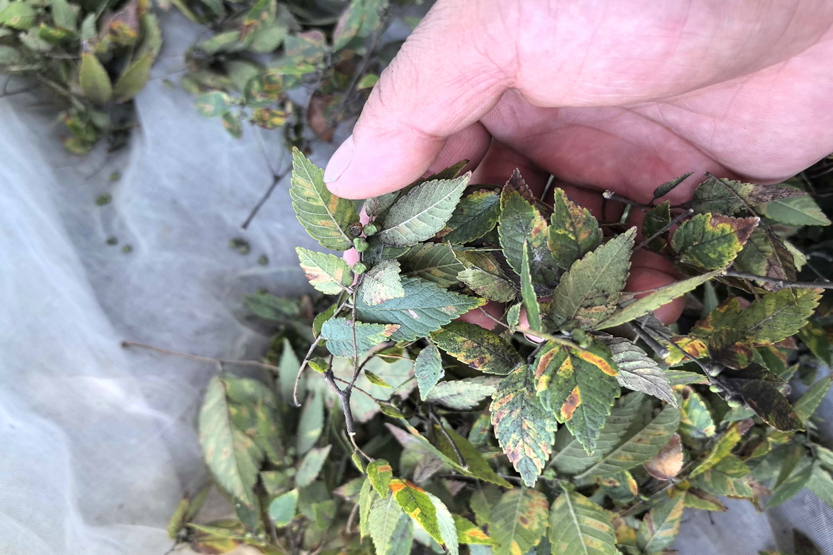 榉木种子新货即将下来，种子正在加工中