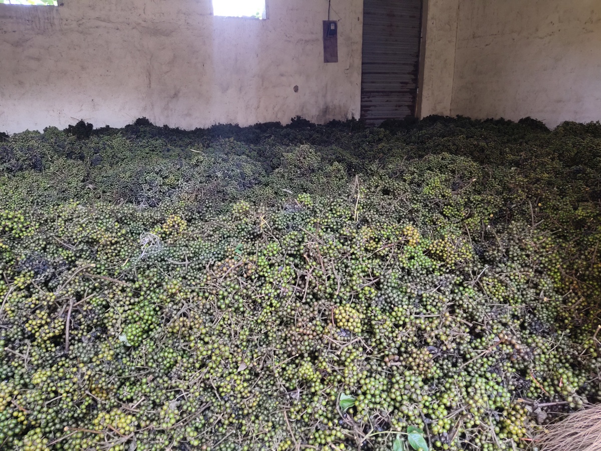 黄柏球果采收开始