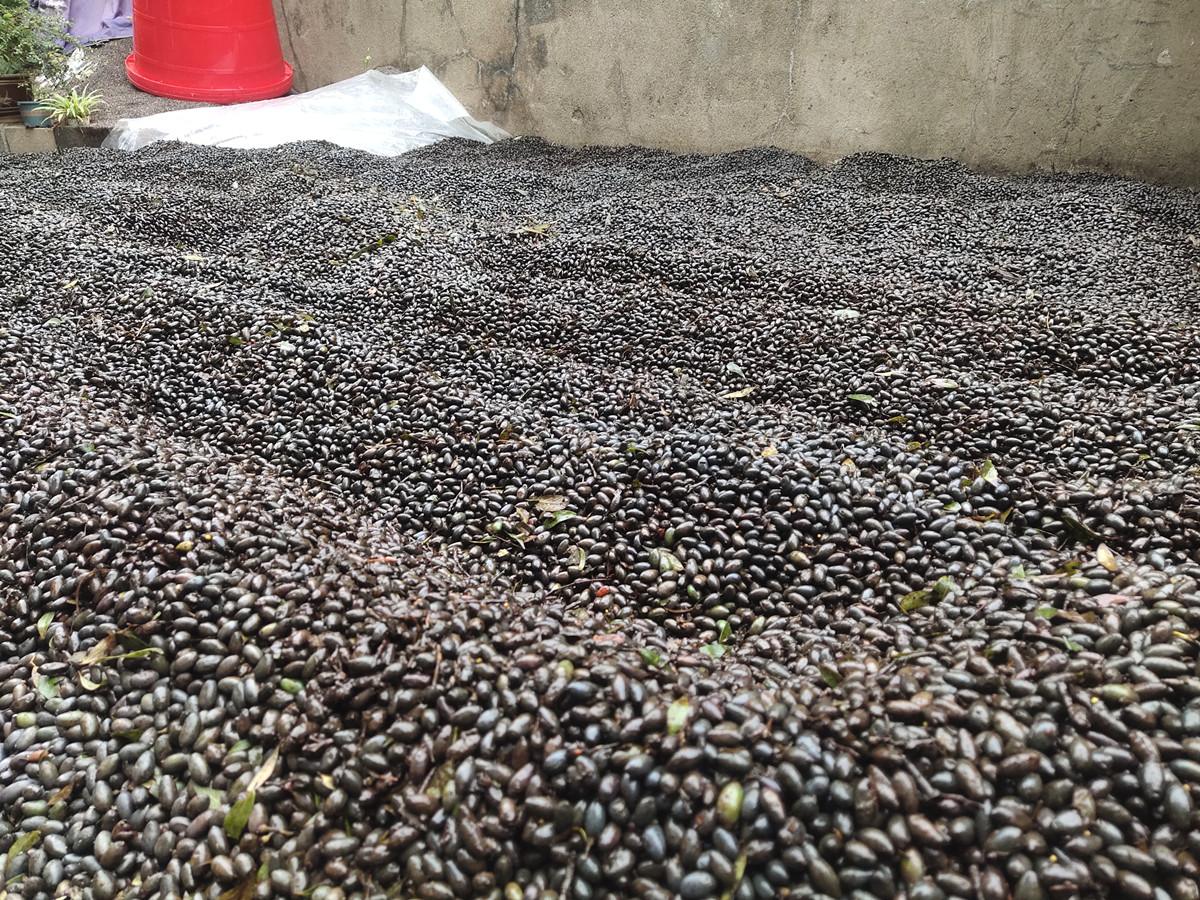 楠木球果已经入库，种子待清洗加工中