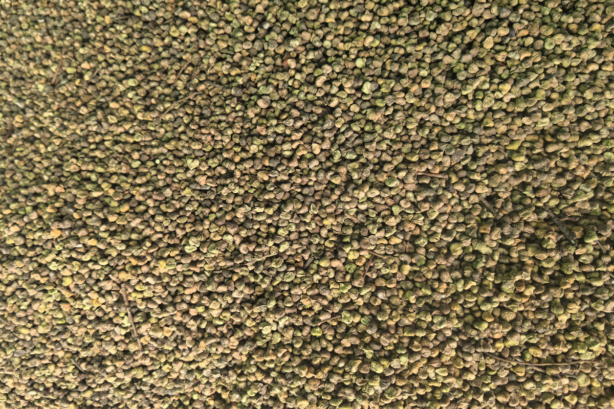 榉木种子（珍稀类）