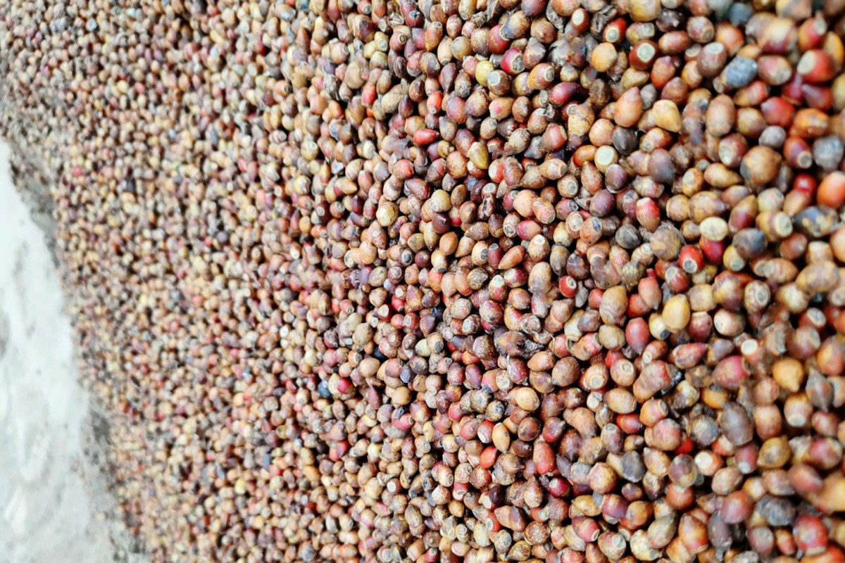 红豆杉种子（珍稀类）