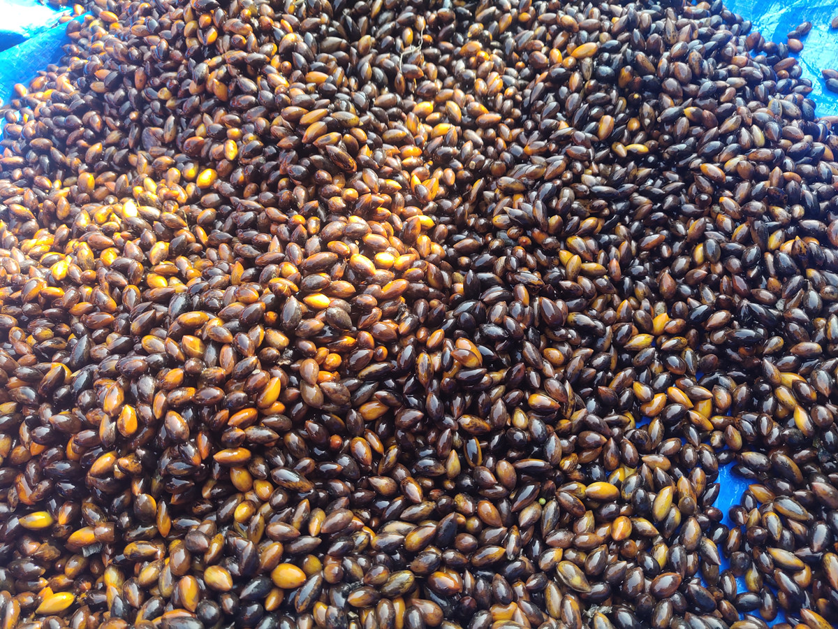 楠木种子边清洗边发货