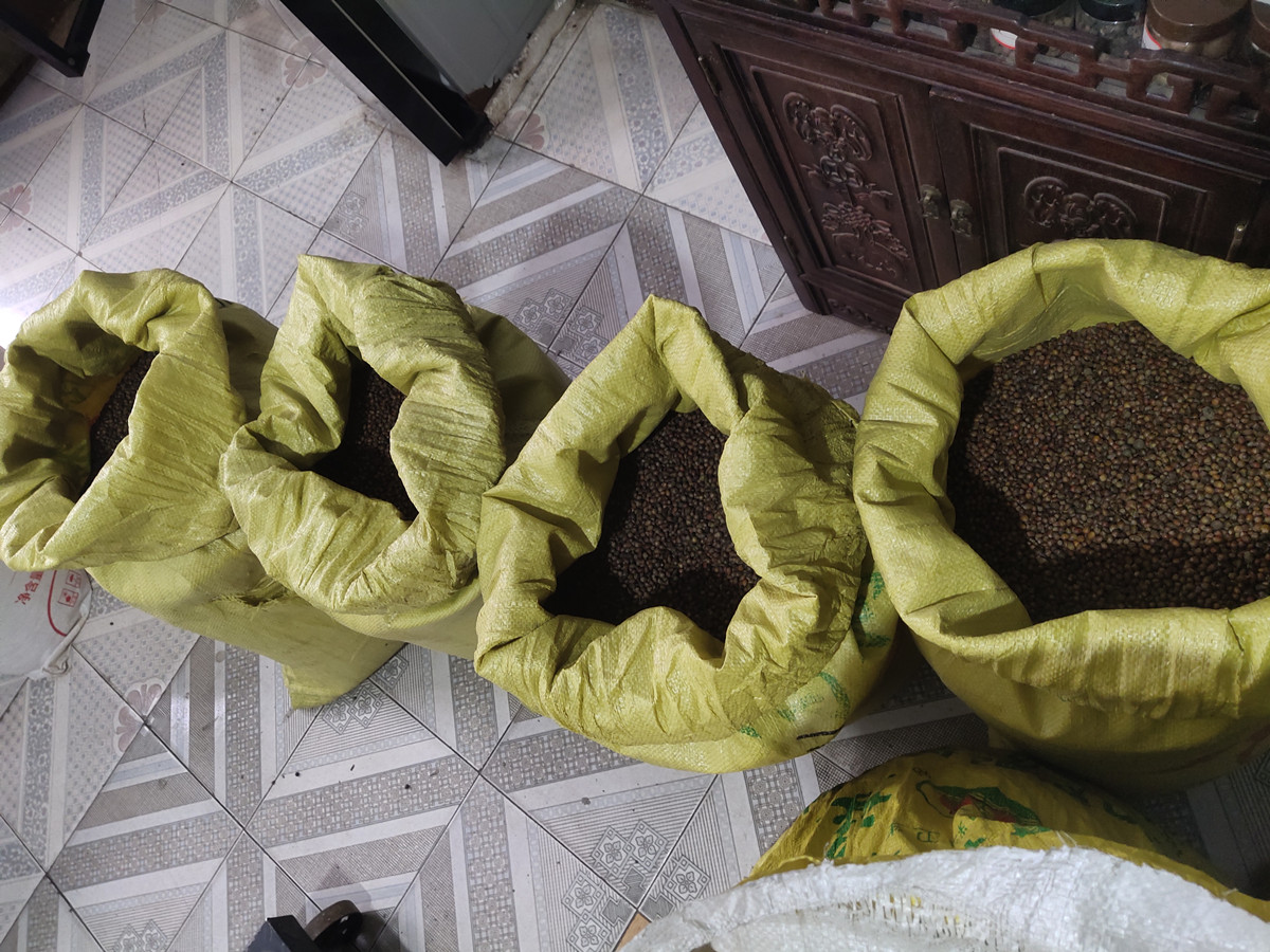 红豆杉种子新货入库优良度90%以上