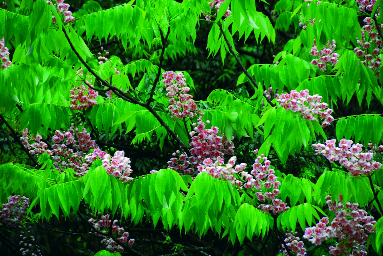 像花生米一样的伯乐树种子究竟有什么用途呢