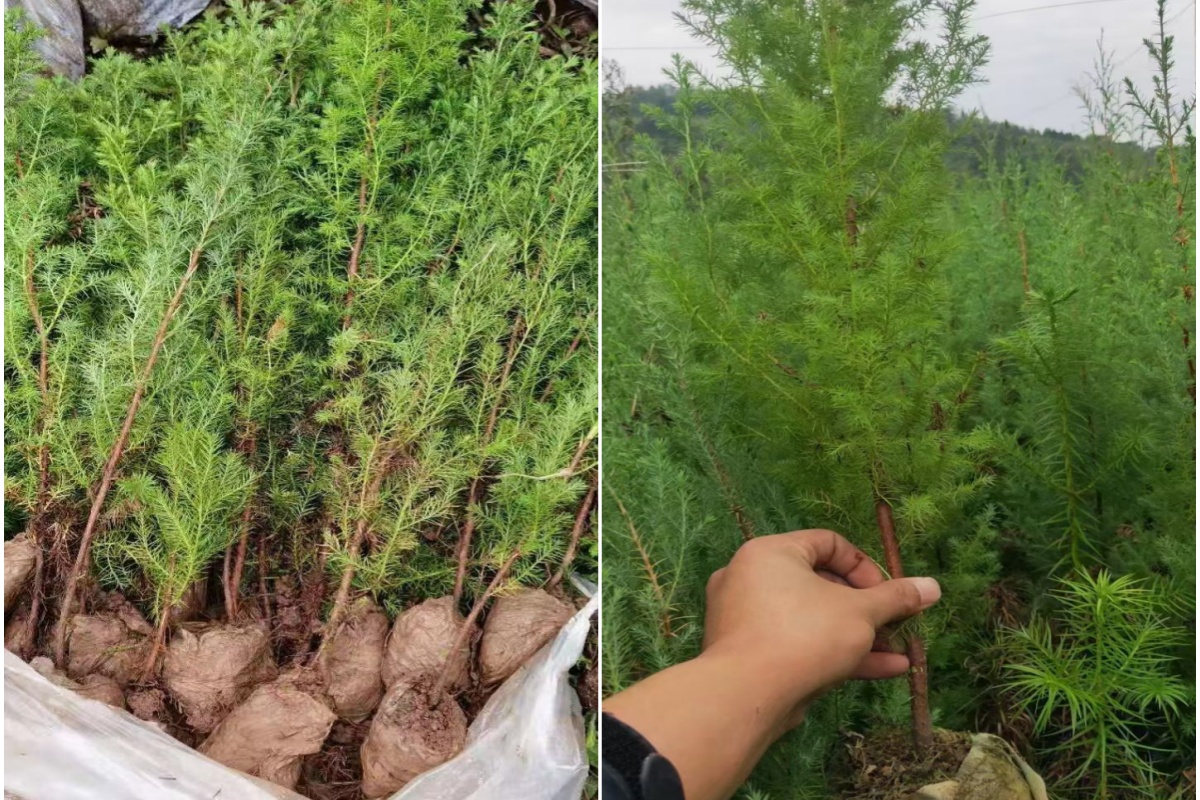 不管是柏木袋苗还是柏木裸根苗都低价处理