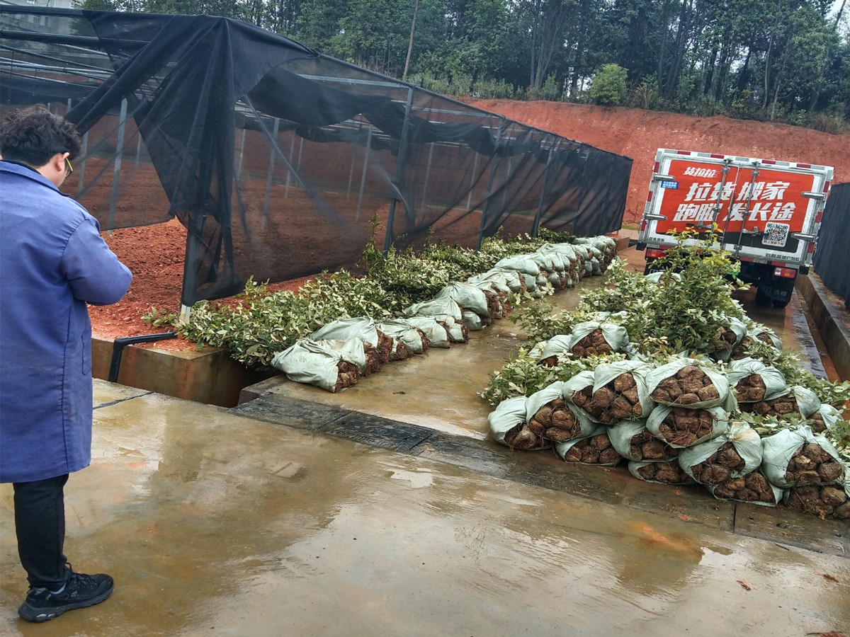 赤皮青冈起苗火热造林好苗不等人