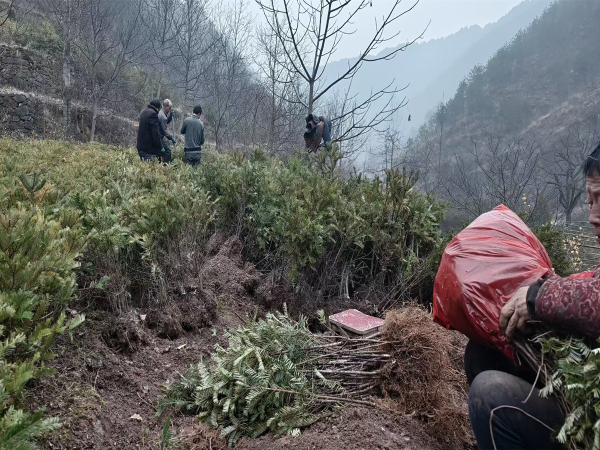 正是三月种植黄金期，三尖杉好苗不等人