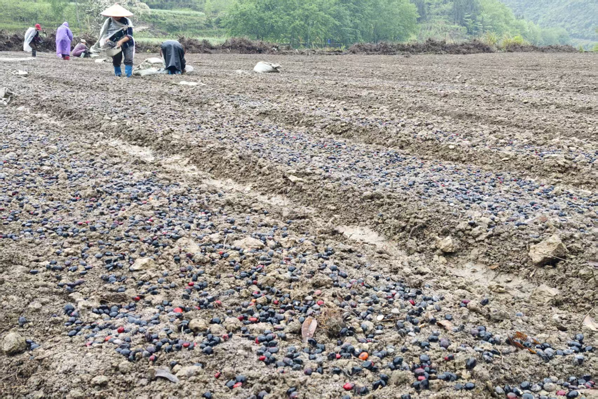 红豆树种子下地，苗圃即将焕新颜