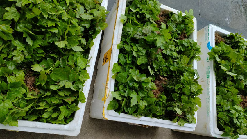 我司枫香芽苗已完成分级、包装与调运准备，