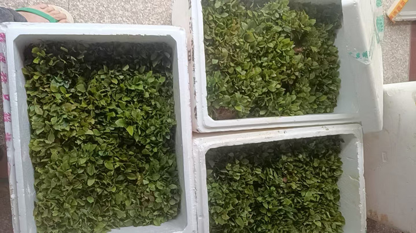 木荷芽苗调运忙