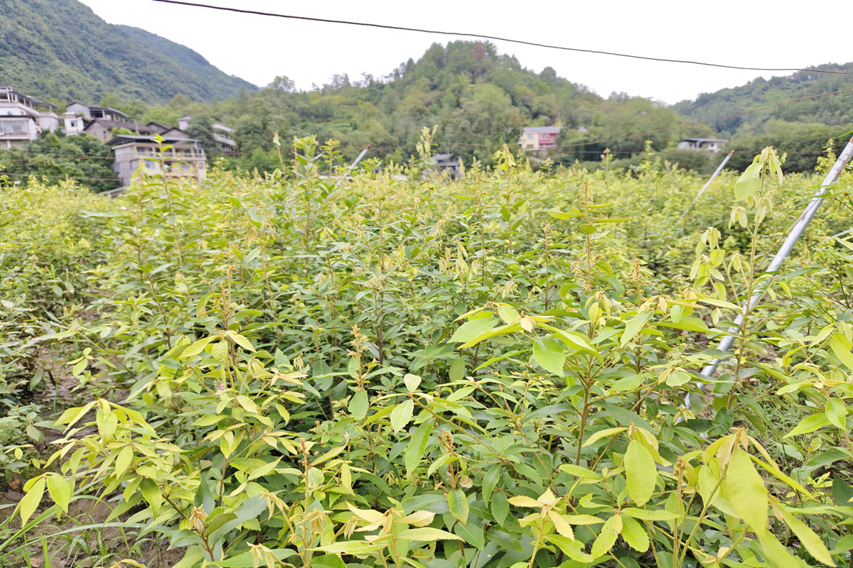 赤皮青冈袋苗