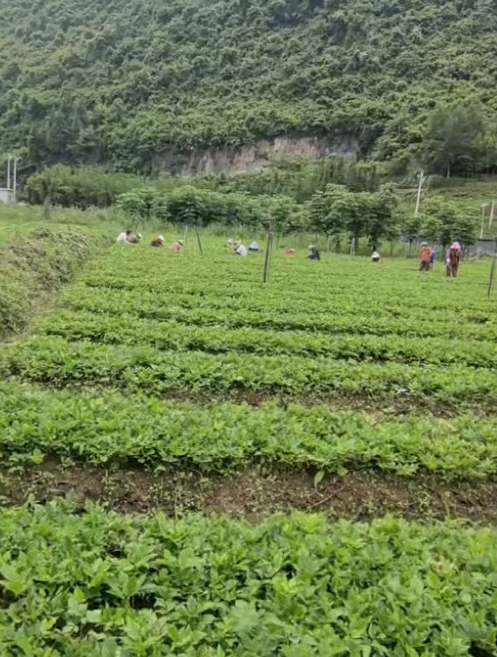  红豆树苗满圃新绿，长势喜人，除草护苗正
