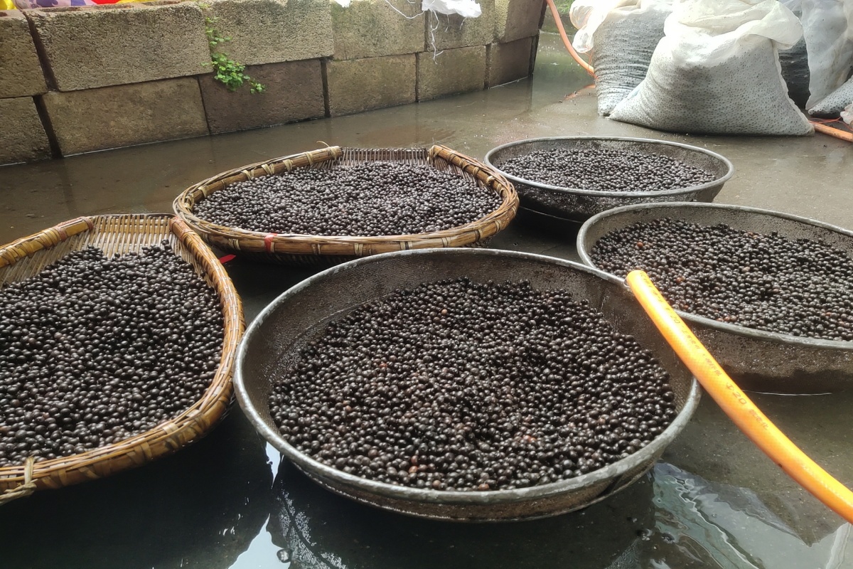 刨花楠新种上市，今年种子稀缺限量，育苗需