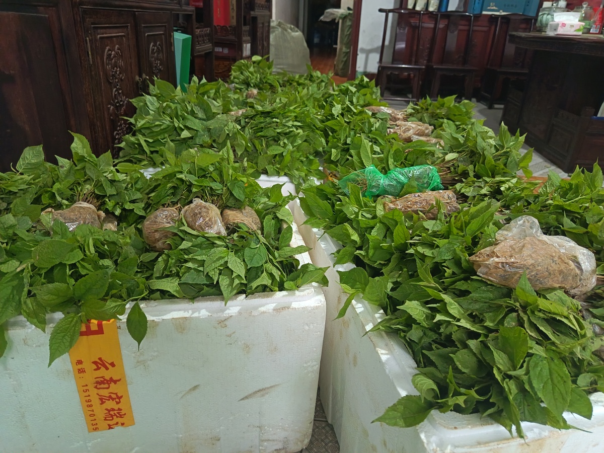 杜仲芽苗出货忙，订单发车启新程