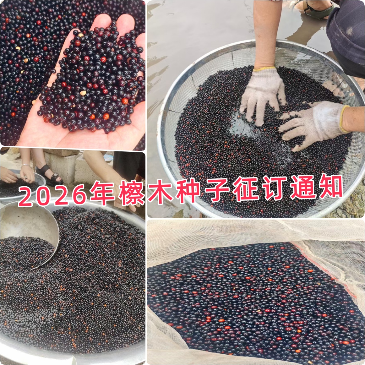 2026 年檫木新种征订开始，造林育苗货